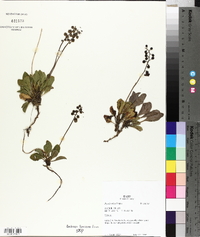 Pyrola picta image