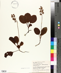 Pyrola elliptica image