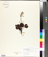 Pyrola asarifolia image