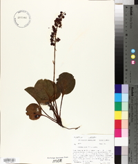 Pyrola asarifolia image