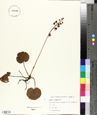 Pyrola asarifolia image