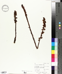 Pterospora andromedea image