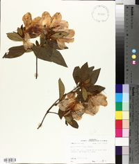 Rhododendron simsii image