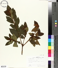 Rhododendron simsii image