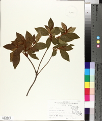 Rhododendron simsii image