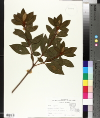 Rhododendron simsii image