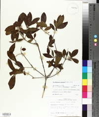 Rhododendron canescens image