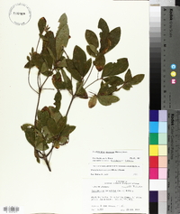 Rhododendron canescens image