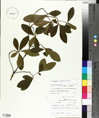 Rhododendron canescens image