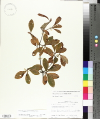 Rhododendron canescens image