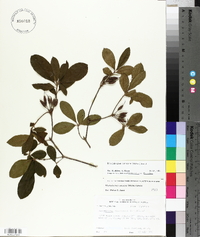 Rhododendron canescens image