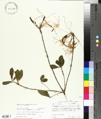 Rhododendron canescens image