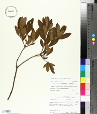 Rhododendron canescens image