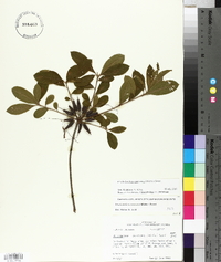 Rhododendron canescens image