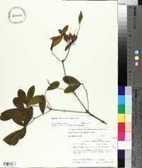 Rhododendron canescens image