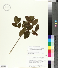 Rhododendron canescens image