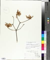 Rhododendron canescens image