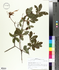 Rhododendron canescens image