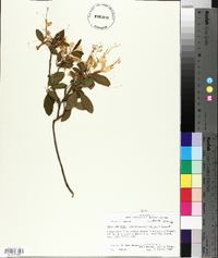 Rhododendron canescens image