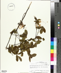 Rhododendron canescens image