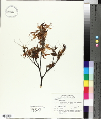 Rhododendron roseum image