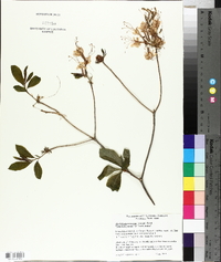 Rhododendron roseum image