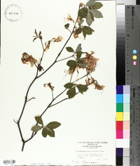 Rhododendron roseum image