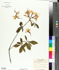 Rhododendron roseum image