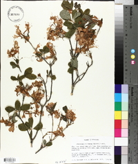 Rhododendron roseum image