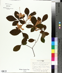 Rhododendron prunifolium image