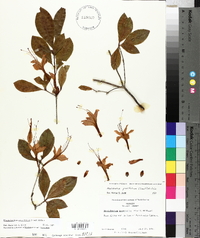 Rhododendron prunifolium image