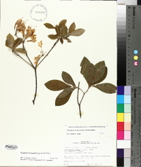 Rhododendron prinophyllum image