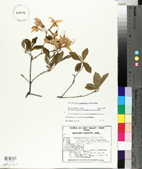 Rhododendron prinophyllum image