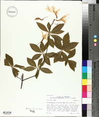 Rhododendron prinophyllum image