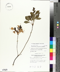 Rhododendron prinophyllum image