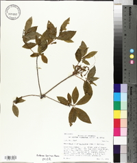 Rhododendron prinophyllum image