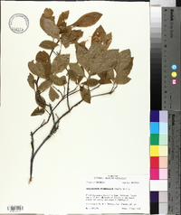 Rhododendron prinophyllum image