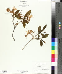 Rhododendron prinophyllum image