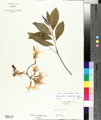 Rhododendron prinophyllum image