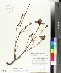 Rhododendron periclymenoides image