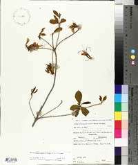 Rhododendron periclymenoides image