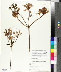 Rhododendron periclymenoides image