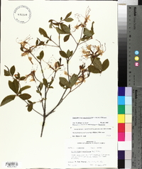 Rhododendron periclymenoides image