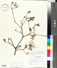 Rhododendron periclymenoides image