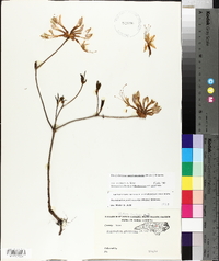 Rhododendron periclymenoides image