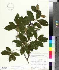 Rhododendron periclymenoides image