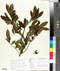 Rhododendron periclymenoides image