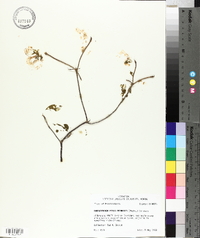 Rhododendron periclymenoides image