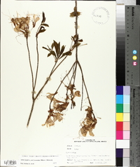 Rhododendron periclymenoides image