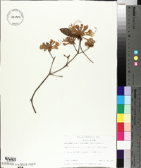 Rhododendron periclymenoides image